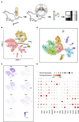 The Development of Mechanical Allodynia in Diabetic Rats Revealed by Single-Cell RNA-Seq